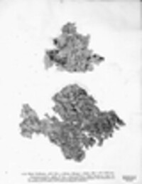 Lobaria virens image